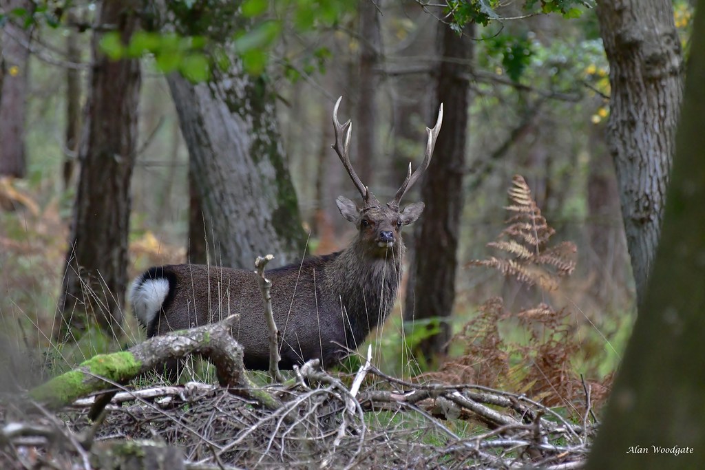 52453644876_4de6187186_b